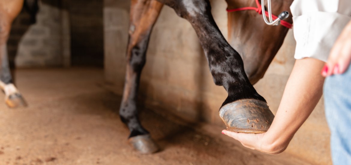Common Hoof Problems and Prevention Techniques Eurovets